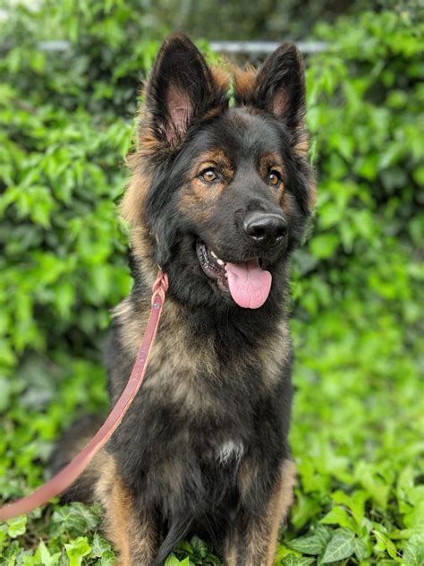 Adopt King German Shepherd Long Coat Academy Of Canine Behavior