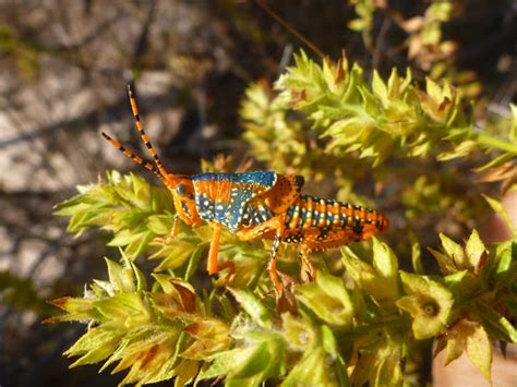 First Ala Records Of Elusive Leichhardts Grasshopper In Arnhem Land