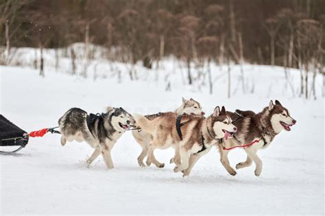 Running Husky Dog On Sled Dog Racing Stock Photo Image Of Fast Race