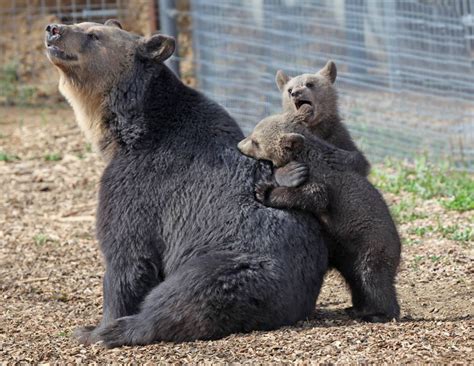 Rescued From A Strip Mall Tourist Attraction 17 Bears Find A New Life