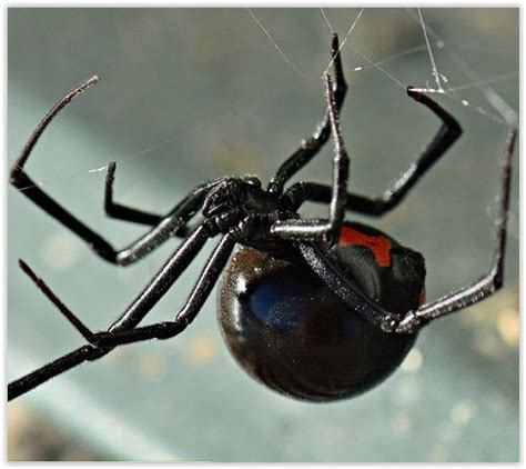 What Is A False Widow Spider Gerry Rafferty