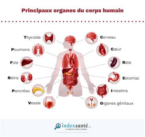 Principaux Organes Du Corps Humain Infographie Index Santé