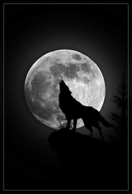 Howling wolf black and white vector outline. Lonely Wolf | Lonely Wolf - Photoshop This image is going ...