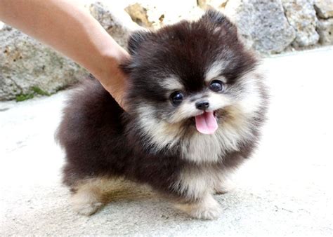 Black And Tan Pomeranian For Sale Near Me Pets Lovers