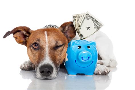 6 Popular Pet Insurance Companies