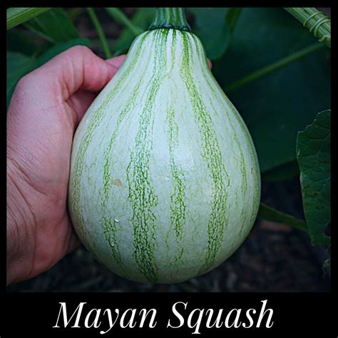 10 Mayan Squash Seeds Tropical Pumpkin Heat Tolerant Pumpkin Seeds