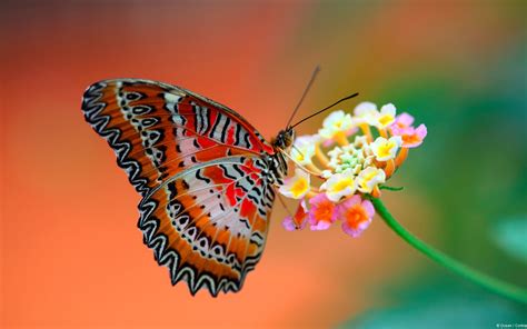 Cool Photos Beautiful Butterfly Desktop Wallpapers