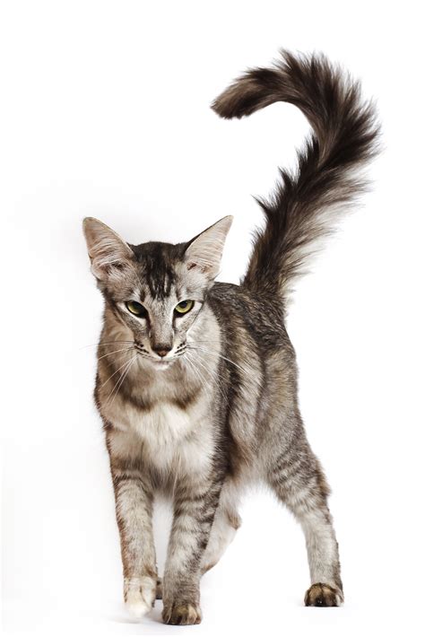 Oriental Longhair Breed Profile Characteristics And Care