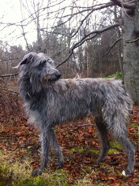 17 Best Images About Scottish Deerhounds On Pinterest Irish Fern