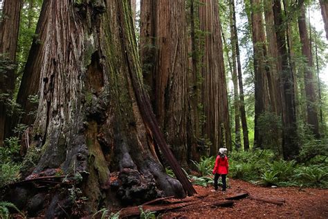 15 Epic Things To Do In Redwood National Park And State Parks Eearth