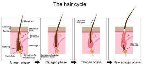 Dr Rachel Ho Phases Of Hair Growth Cycle