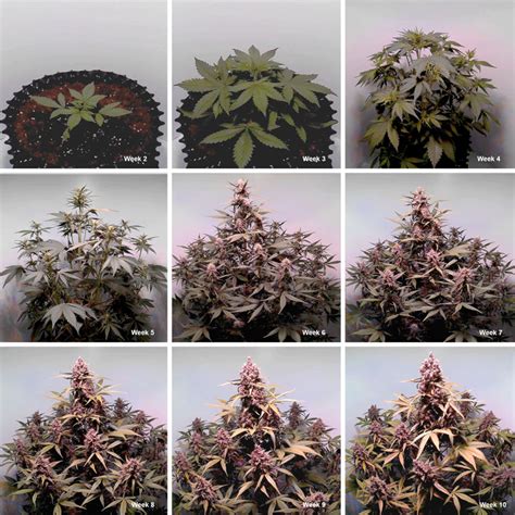 Cannabis Flowering Stage How To Guide Dutch Passion
