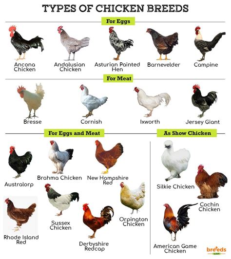 Chicken Breeds Facts Types And Pictures