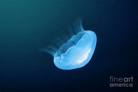 Moon Jellyfish Photograph By Alexander Semenovscience Photo Library