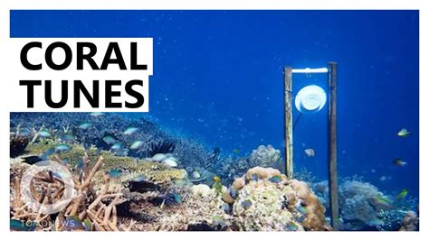 Underwater Loudspeakers Could Boost Coral Reef Restoration Tomonews