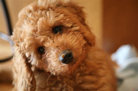 They not only have regal beauty but soulful natures and outstanding temperaments that are consistency within our pooches. Medium Australian Labradoodle Breeders - Puppies for Sale ...