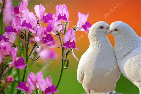 Two Loving White Doves And Butterfly Orchid Flower — Stock Photo