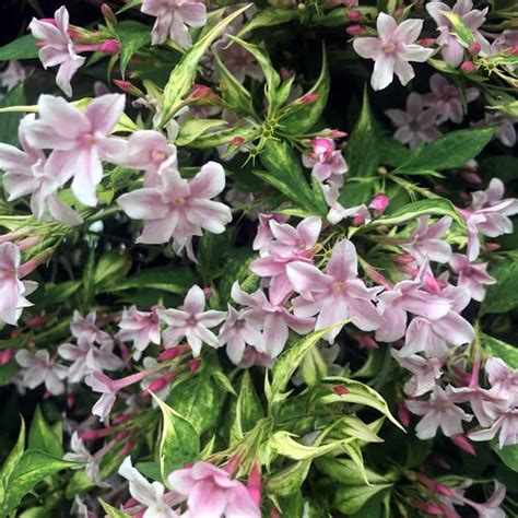 Jasminum X Stephanense Mail Order Quality Climbers Thorncroftclematis