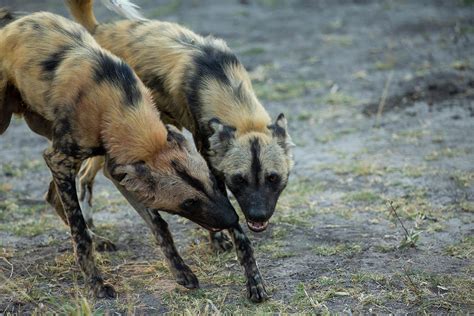 Two African Wild Dog Lycaon Pictus Photograph By Beverly Joubert
