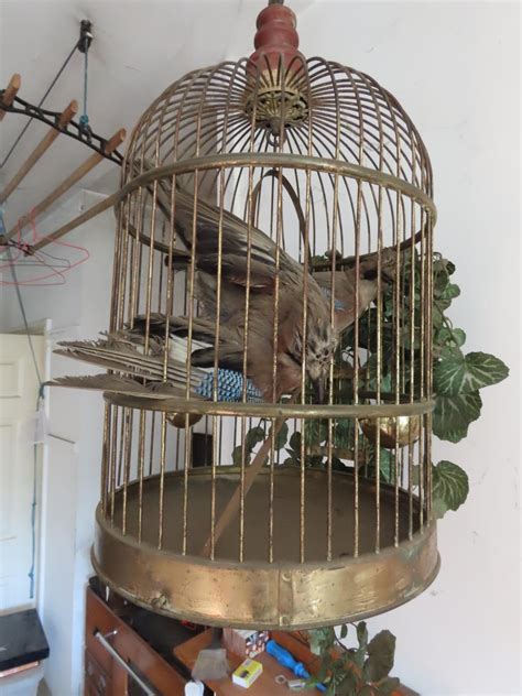 Vintage Brass Ceiling Hanging Bird Cage With Pair Of Taxidermy Exotic