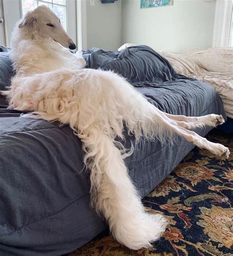 People Adores This Very Long Dog With Even Longer 122 Inch Snout