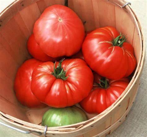 3 Beefsteak Heirloom Tomato Plants
