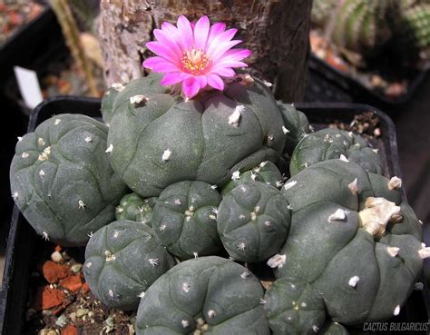10 Common Peyote Side Effects