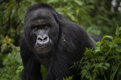 African Silverback Gorilla