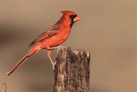 Texas Birds Guide Birding Insider