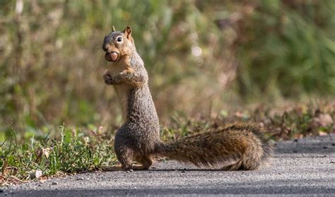 Nutty Facts About Squirrels