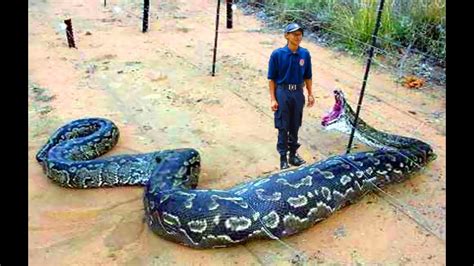 Giant Snake Eats Man Worlds Largest Snakes Massive Anaconda Attacks