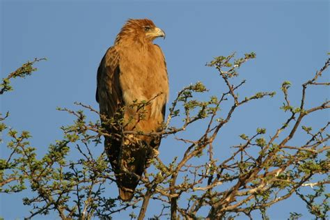 Africa Birds Of Prey And Scavengers Nature Photography