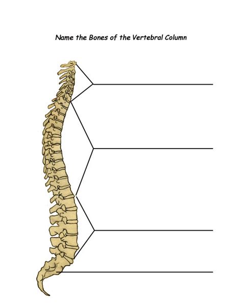 Vertebral Column Anatomy Worksheet