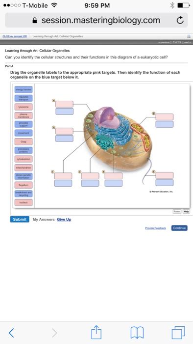 I spelt it wrong in the diagram, sorry). Biology Archive | October 06, 2017 | Chegg.com