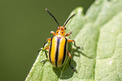 Minnesota Seasons Minnesota Beetles