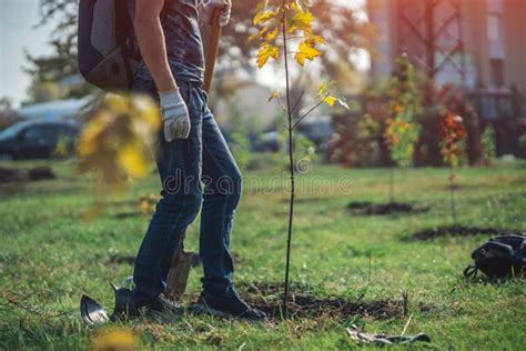 Planting New Trees With Gardening Tools In Green Park Stock Photo