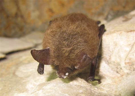 Northern Long Eared Bat With Visible Symptoms Of Wns Flickr