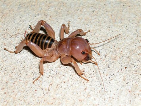 The food that camels eat depend on whether they are domesticated, feral or living in zoos. Jerusalem cricket | Project Noah