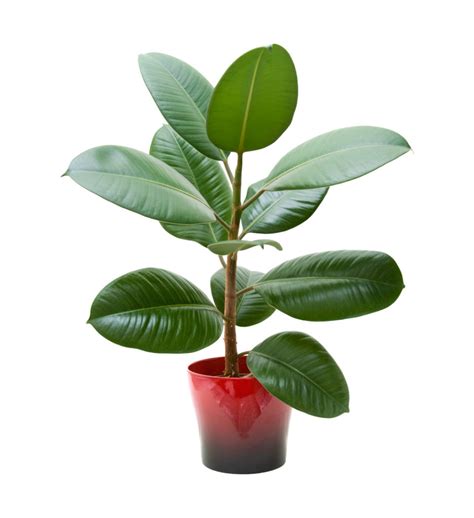 Maybe you would like to learn more about one of these? The meaning and symbolism of the word - Plant
