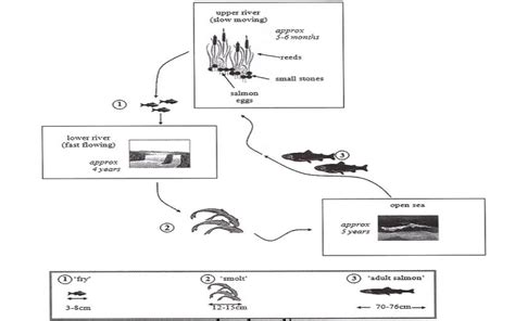 Shows The Life Cycle Of A Species Of A Large Fish Called The Salmon