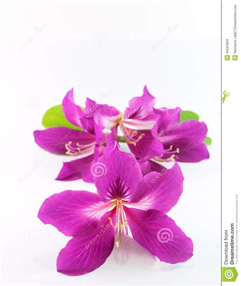 Purple Flower Stock Photo Image Of Nature Season Beautiful 45561804