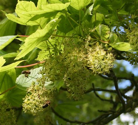 Bee Trees Sycamore Beespoke Info