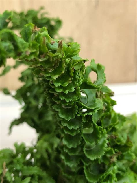How To Grow Crinkle Ferns