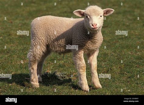 Ile De France Domestic Sheep Lamb A French Breed Stock Photo Alamy