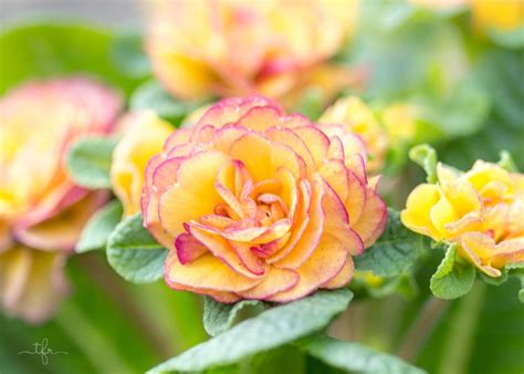 Maybe you would like to learn more about one of these? Growing in New England - Zone 6a - MassachusettsLocation ...