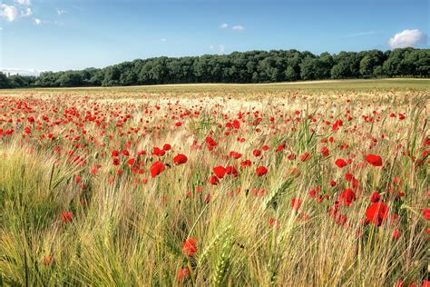 Wild Flower Poppy Field Red Landscape By Ben Robson Hull