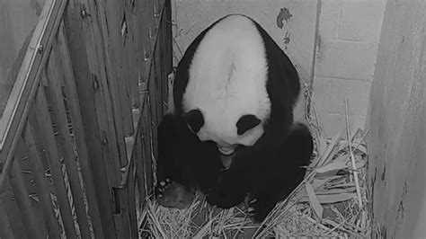 Us National Zoo Welcomes New Panda Cub