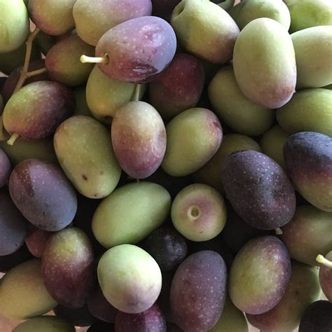 Organic Raw Olives Curing Required Before Edible — Fairview Orchards