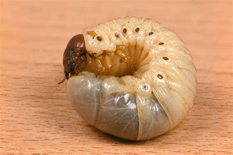 What Is A Grub Worm And How To Get Rid Of Them My Backyard Life