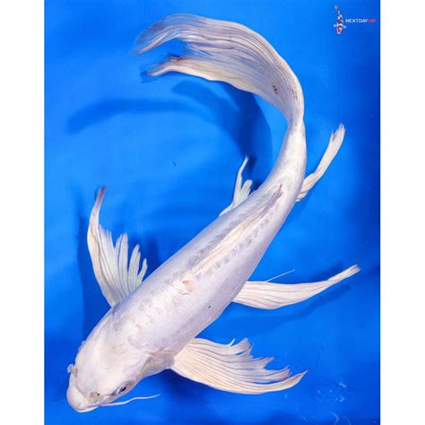 145 Imported Doitsu Platinum Ogon Butterfly Koi Koi Fish For Sale